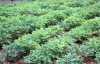 China Spreading and Penetrating Agent - China Supplier China Spreading and Penetrating Agent - China Supplier