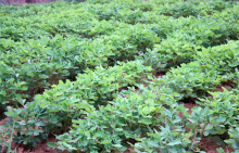 China Spreading and Penetrating Agent - China Supplier