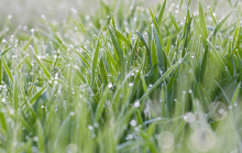 China Silicone Surfactant for Agricultural - China Supplier