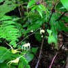 China Epimedium Extract - China Supplier China Epimedium Extract - China Supplier