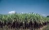 China Agricultural Organo Silicone Agent - China Supplier China Agricultural Organo Silicone Agent - China Supplier