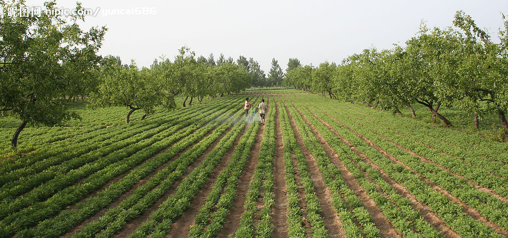 China Silicone Surfactant Spray Adjuvant Agricultural Organic - China Supplier China Silicone Surfactant Spray Adjuvant Agricultural Organic - China Supplier