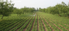 China Silicone Surfactant Spray Adjuvant Agricultural Organic - China Supplier China Silicone Surfactant Spray Adjuvant Agricultural Organic - China Supplier