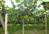 China Agricultural Organic Silicone - China Supplier China Agricultural Organic Silicone - China Supplier