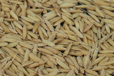 China Ferulic Acid - China Supplier