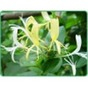 China Chlorogenic acid - China Supplier