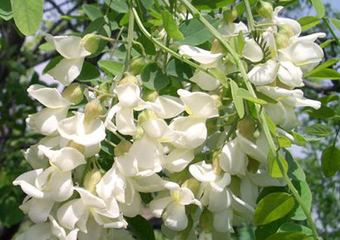 China Quercetin - China Supplier