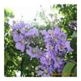 China Corosolic Acid - China Supplier