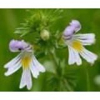 China Eyebright Extract - China Supplier