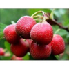China Hawthorn extract - China Supplier