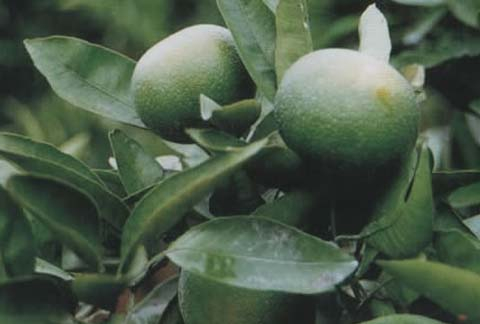 China Neohesperidin dihydrochalcone - China Supplier