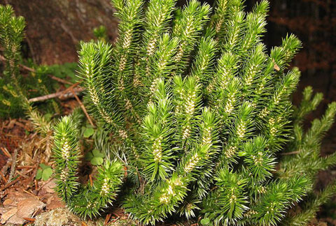 China Huperzine A - China Supplier