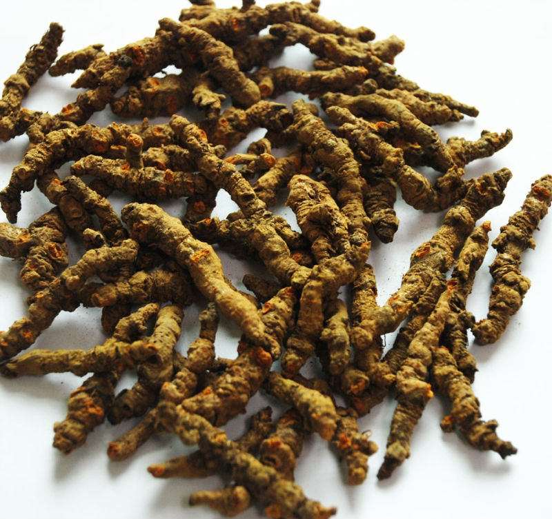 China Rhizoma Picrorhizae P.E. - China Supplier China Rhizoma Picrorhizae P.E. - China Supplier