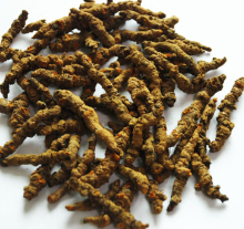 China Rhizoma Picrorhizae P.E. - China Supplier