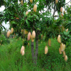 China Irvingia gabonensis Seed extract - China Supplier China Irvingia gabonensis Seed extract - China Supplier