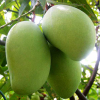 China Wild Mango Seed Extract - China Supplier China Wild Mango Seed Extract - China Supplier