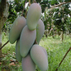 China Mango Extract 10:1 - China Supplier China Mango Extract 10:1 - China Supplier