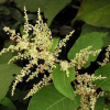 China Trans-Resveratrol - China Supplier China Trans-Resveratrol - China Supplier
