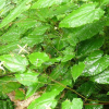 China Honey Goat Weed extract - China Supplier China Honey Goat Weed extract - China Supplier