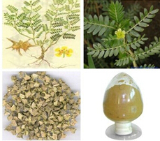 China Tribulus terrestris P.E. - China Supplier China Tribulus terrestris P.E. - China Supplier