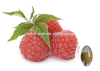 China Raspberry extract - China Supplier China Raspberry extract - China Supplier