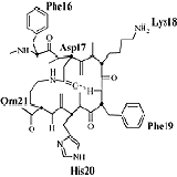 China Calcitonin - China Supplier China Calcitonin - China Supplier