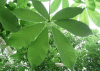 China Aescin - China Supplier China Aescin - China Supplier
