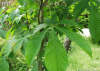 China Chestnuts extract - China Supplier China Chestnuts extract - China Supplier
