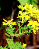 China Hypericin from hypericum perforatum - China Supplier China Hypericin from hypericum perforatum - China Supplier