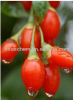 China Gouqi polysaccharides - China Supplier China Gouqi polysaccharides - China Supplier