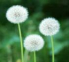 China Dandelion root Extract - China Supplier China Dandelion root Extract - China Supplier