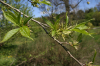 China Eucommia Leaf plant extract - China Supplier China Eucommia Leaf plant extract - China Supplier