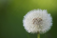 China Dandelion extract - China Supplier