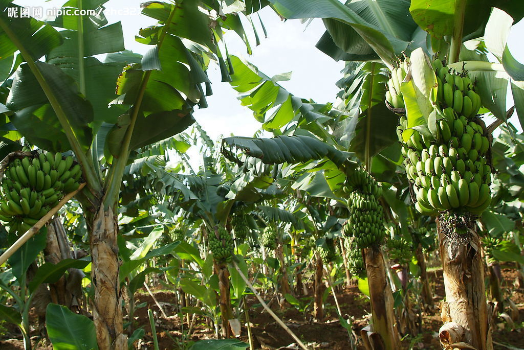 China Agricultural Spreading and Penetrating Agent - China Supplier China Agricultural Spreading and Penetrating Agent - China Supplier