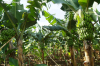 China Agricultural Spreading and Penetrating Agent - China Supplier China Agricultural Spreading and Penetrating Agent - China Supplier
