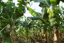 China Agricultural Spreading and Penetrating Agent - China Supplier
