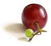 China Grape skin plant extract - China Supplier China Grape skin plant extract - China Supplier