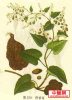 China Radix polygoni multiflori extract - China Supplier China Radix polygoni multiflori extract - China Supplier