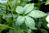 China Gynostemma plant extract - China Supplier China Gynostemma plant extract - China Supplier