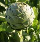 China Cynarin,Artichoke leaf extract - China Supplier