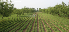 China Agricultural Silicone Spreading and Penetrating Agent - China Supplier