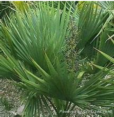 China Saw palmetto P.E. fatty acid - China Supplier China Saw palmetto P.E. fatty acid - China Supplier