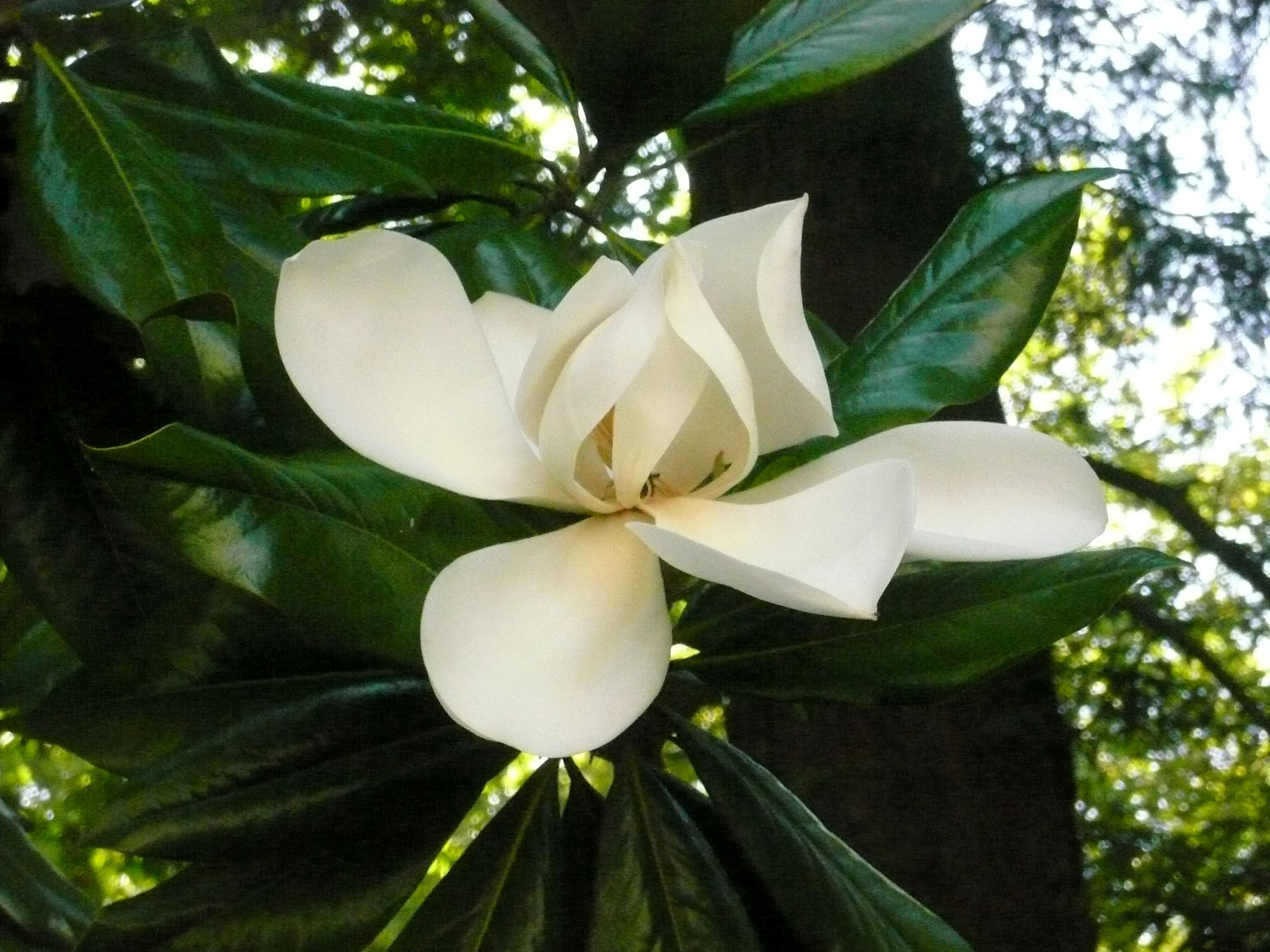 China Magnolia Bark plant extract - China Supplier China Magnolia Bark plant extract - China Supplier