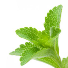 China Stevia plant extract - China Supplier