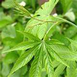 China Sweet tea plant extract - China Supplier China Sweet tea plant extract - China Supplier