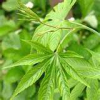 China Sweet tea plant extract - China Supplier China Sweet tea plant extract - China Supplier