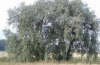 China White willow bark plant extract - China Supplier China White willow bark plant extract - China Supplier