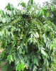China Super-spreader for Agrichemical Formulations - China Supplier China Super-spreader for Agrichemical Formulations - China Supplier