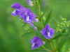 China White Peony plant extract - China Supplier China White Peony plant extract - China Supplier