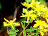 China St. John’s Wortplant extract - China Supplier China St. John’s Wortplant extract - China Supplier